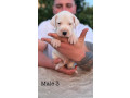 argentinska-doga-dogo-argentino-small-1