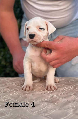 argentinska-doga-dogo-argentino-big-4