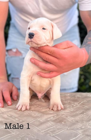 argentinska-doga-dogo-argentino-big-2