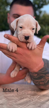 argentinska-doga-dogo-argentino-big-0