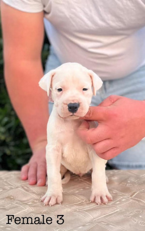 argentinska-doga-dogo-argentino-big-3