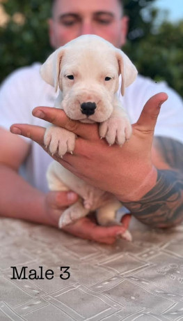 argentinska-doga-dogo-argentino-big-1
