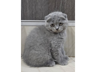 Škotski fold macici - predivni