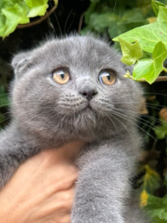 skotski-fold-macici-predivni-big-1