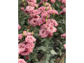 lizijantus-rezani-cvet-small-4