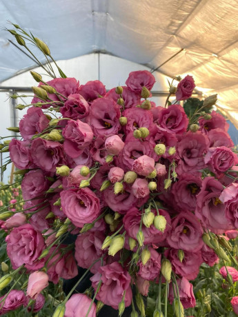 lizijantus-prodaja-rezani-cvet-big-0