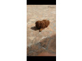 toymini-crvene-pudle-small-1
