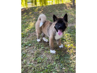 Muško štene Američke Akite