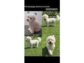 Kovrdžavi bišon, štene