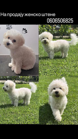 kovrdzavi-bison-stene-big-0