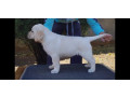 labrador-stenci-small-2