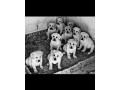 labrador-stenci-small-1