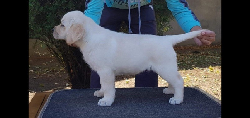 labrador-stenci-big-2
