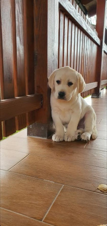 labrador-stenci-big-4