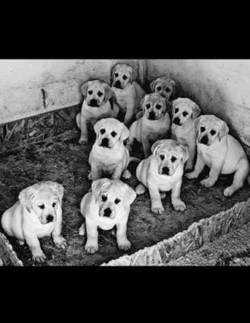 labrador-stenci-big-1