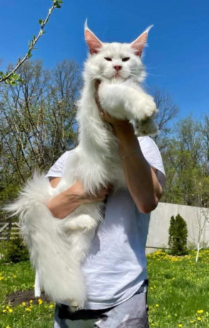 maine-coon-macici-big-3