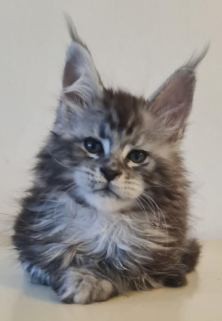 maine-coon-macici-big-2