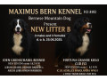 bernski-planinski-pas-stenci-small-0
