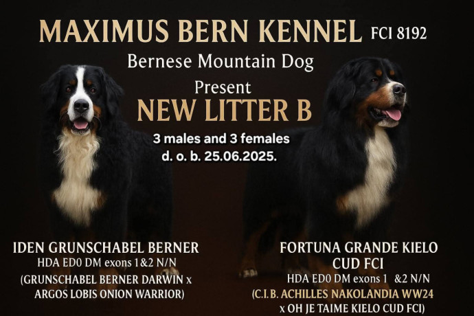 bernski-planinski-pas-stenci-big-0