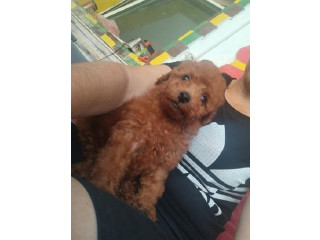 Crvena TOY PUDLA, prelepi stenci