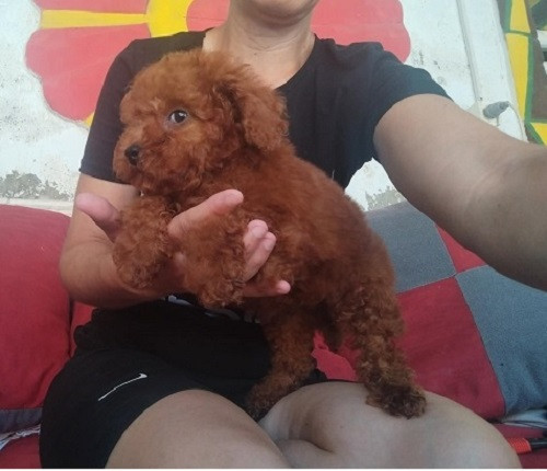 crvena-toy-pudla-prelepi-stenci-big-2