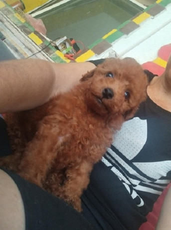 crvena-toy-pudla-prelepi-stenci-big-0