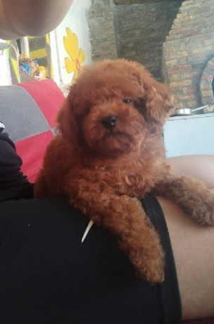 crvena-toy-pudla-prelepi-stenci-big-4