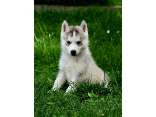 Sibirski haski štenci ženski