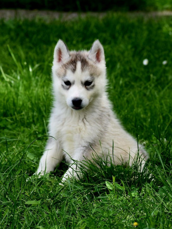 sibirski-haski-stenci-zenski-big-0