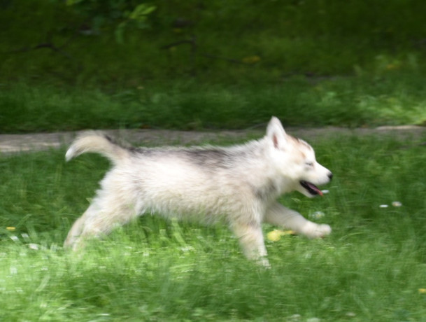 sibirski-haski-stenci-zenski-big-1