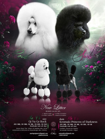 standard-pudla-big-0