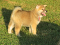 prodajemo-stence-japanskih-akita-small-4