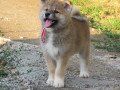 prodajemo-stence-japanskih-akita-small-3