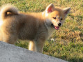 prodajemo-stence-japanskih-akita-small-2