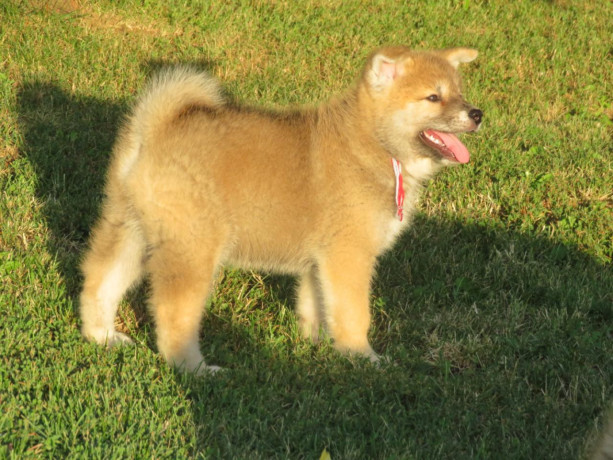 prodajemo-stence-japanskih-akita-big-4