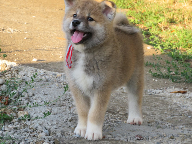 prodajemo-stence-japanskih-akita-big-3