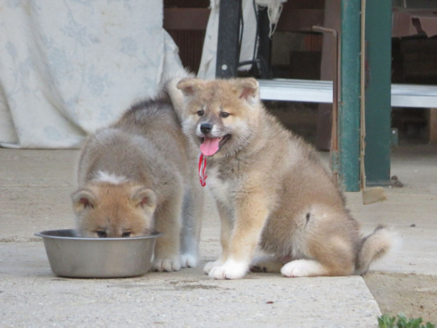 prodajemo-stence-japanskih-akita-big-0