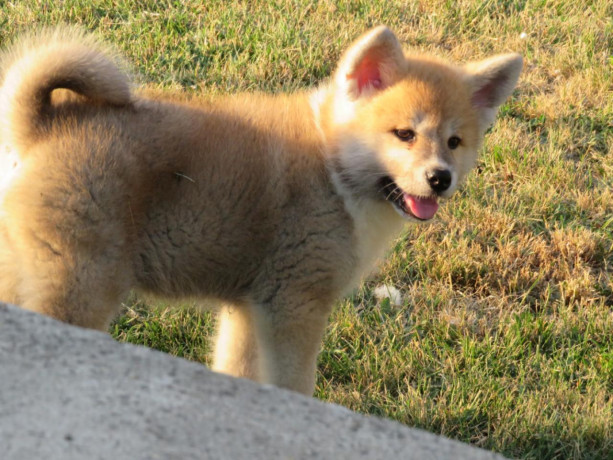 prodajemo-stence-japanskih-akita-big-2
