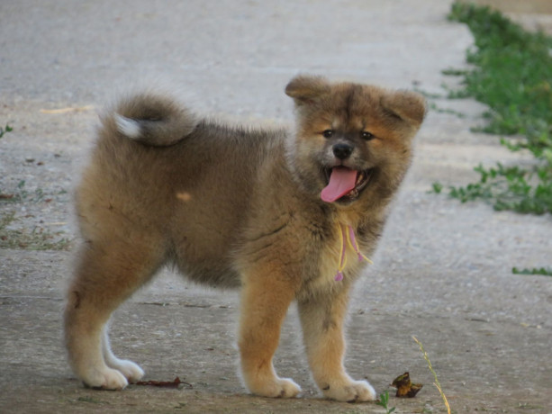 prodajemo-stence-japanskih-akita-big-1