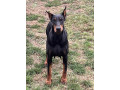 doberman-stenci-small-4