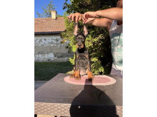 DOBERMAN štenci !