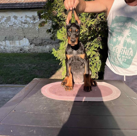 doberman-stenci-big-2