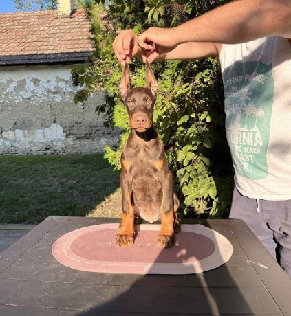 doberman-stenci-big-1