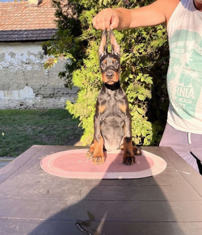 doberman-stenci-big-3