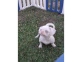 pink-small-4