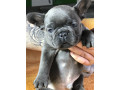 francuski-buldog-plavi-sivi-small-0