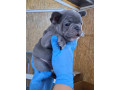 francuski-buldog-plavi-sivi-small-4