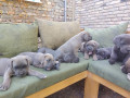 cane-corso-kane-korso-vrhunski-stenci-small-1