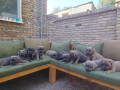 cane-corso-kane-korso-vrhunski-stenci-small-0