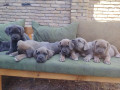 cane-corso-kane-korso-vrhunski-stenci-small-2